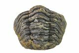 Bargain, Wide, Partially Enrolled Morocops Trilobite - Morocco #157102-1